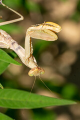 Gottesanbeterin - Mantis religiosa
