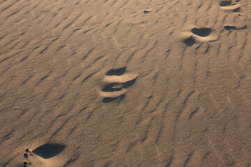 Fototapeta na wymiar Footprints of a person on the soft sand of the beach at the sea. Marks in the sand dunes.