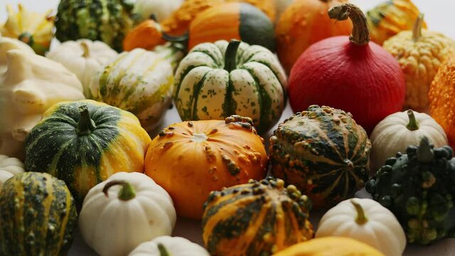 Beautiful colorful mini pumpkins on grac concrete background, holiday or autumn decoration