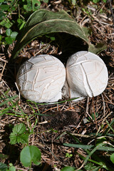 Mushroom Lycoperdon utriforme, common name handkea utriformis, mosaic puffball growing in meadows in spring and autumn