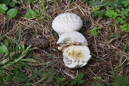 Mushroom Lycoperdon utriforme, common name handkea utriformis, mosaic puffball growing in meadows in spring and autumn