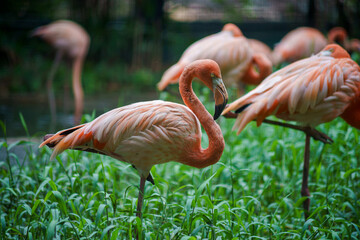 American flamingo (Phoenicopterus ruber) also known as the Caribbean flamingo