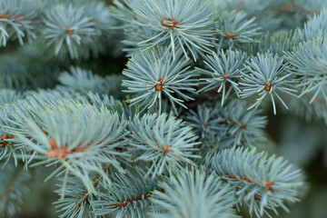 Naklejka na ściany i meble Natural background of Christmas tree branches soft focus bokeh, close-up