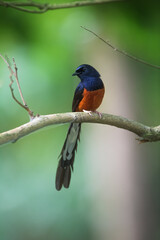 robin on a branch