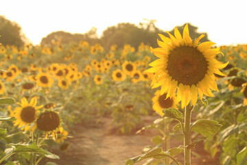 field of sunflowers