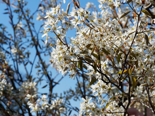 (Amelanchier lamarckii) Kupfer-Felsenbirne oder Korinthenbaum unter einem schönen blauen Himmel