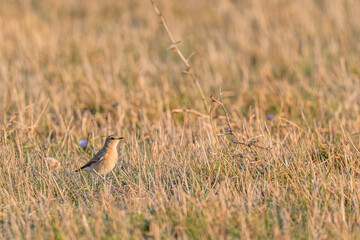 Northern Wheatear - Oenanthe oenanthe, beautiful perching bird from European meadows and grasslands, Pag island, Croatia.