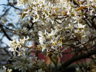 Amelanchier lamarckii | Kupfer-Felsenbirne oder Korinthenbaum in weißen Blüten und strahlend gelbem bis Kupferfarbe Laub
