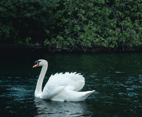 Cygne