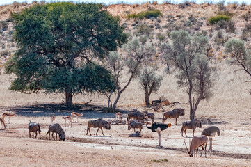 Oryx, blue wildebeest, springbok and ostriche in the arid Kgalagadi