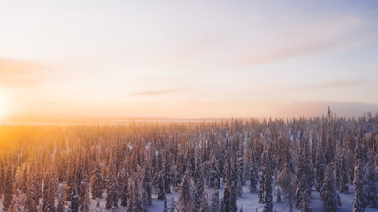 Aerial view from drone of snowy pines of endless coniferous forest trees in Lapland National park, bird’s eye top view of natural landmark in Riisitunturi on winter season hidden in fog at sunset