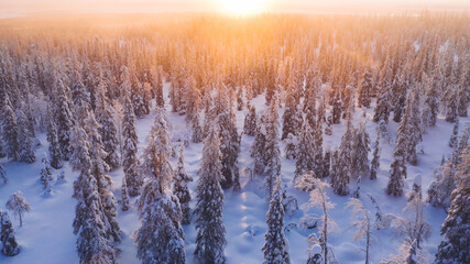 Aerial view from drone of snowy pines of endless coniferous forest trees in Lapland National park, bird’s eye top view of natural landmark in Riisitunturi on winter season hidden in fog at sunset © BullRun