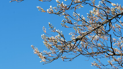 Kupfer-Felsenbirne oder Korinthenbaum in weißen Blüten und strahlend gelbem bis Kupferfarbe Laub unter einem schönen blauen Himmel