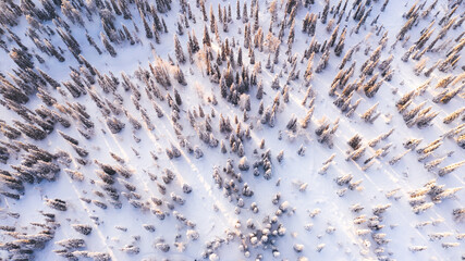 Aerial view from drone of white snowy pines of coniferous forest trees in Lapland National park environment, bird’s eye top scenery view of famous nature landmark in Riisitunturi on winter season