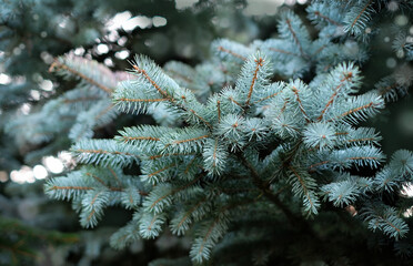 Natural background of Christmas tree branches in the forest soft focus bokeh