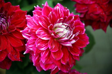 Dahlia flowers in shades of red