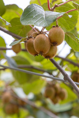 Orchard with kiwi in Marche, Central Italy