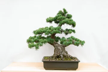 Fotobehang Bonsai 盆栽  © Paylessimages