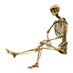 3D Rendering Human Skeleton on White