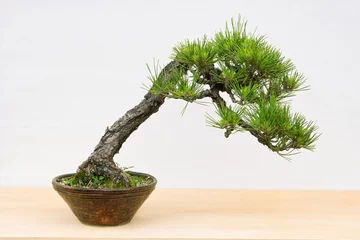 Fotobehang Bonsai 盆栽  © Paylessimages