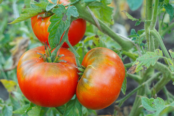 Ripe tomatoes growing on bushes in the garden.