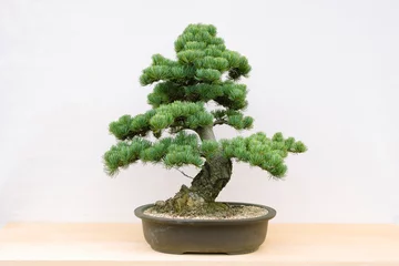 Fotobehang Bonsai 盆栽  © Paylessimages