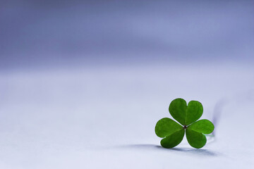 Shamrock on simple white and blue background. Template for design. Empty space for text.
