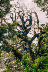Dead tree in Tongariro National Park