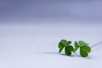Pair of shamrocks on simple white and blue background.   Template for design. Empty space for text.
