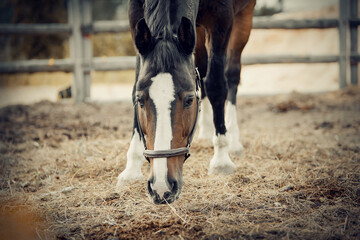 Sporty young horse brown color in a halter in the levada.