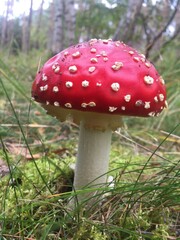 fly agaric mushroom