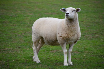 Lleyn sheep are distinctive and feminine warm white colour with long well arched ribs. Head has...