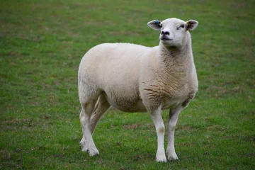 Foto auf Acrylglas Lleyn sheep are distinctive and feminine warm white colour with long well arched ribs. Head has wide forehead bright lively eyes and black nose The dense high quality good length wool contains no kemp © Rusana