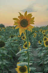 sunflower in the field