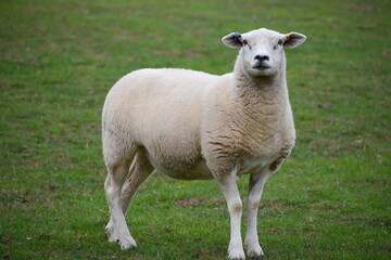 Obraz na płótnie Canvas Lleyn sheep are a breed from Llyn peninsula in Gwynedd Wales. They are suited to both upland and lowland grazing quiet in nature high in milk with excellent white wool. They are raised mainly for meat