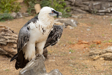 Beautiful eagle looking around. Wildlife scene.