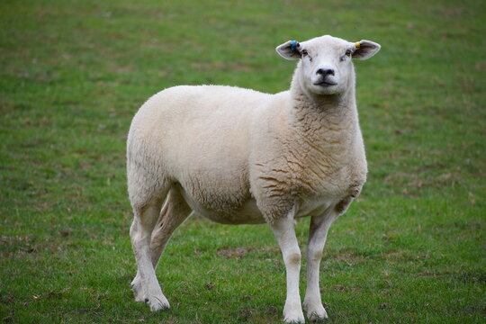 Lleyn Sheep Are A Breed From Llyn Peninsula In Gwynedd Wales. They Are Suited To Both Upland And Lowland Grazing Quiet In Nature High In Milk With Excellent White Wool. They Are Raised Mainly For Meat