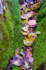 Fallen autumn leaves lying in a crevice with green moss