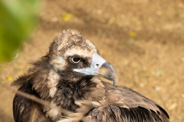 Beautiful eagle looking around. Wildlife scene.