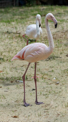 Beautiful exotic flamingo portrait. Caribbean or african pink bird closeup in zoo. Long neck and leg, funny head birds family. Avian flock collage. Tropical enimal funny photography