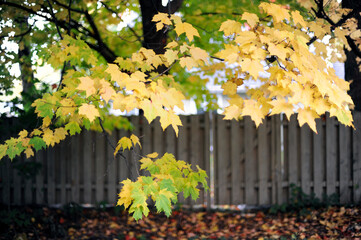 un érable et une clôture de bois