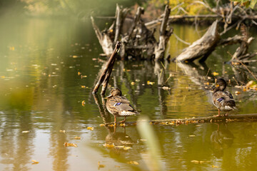 Ducks sit on a tree that has fallen into a pond. Wildlife scene. 