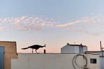 Silhouette of peacock with orange and blue sunset sky in background