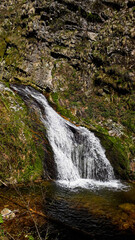 Obraz premium waterfall in the forest