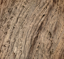 Trunk texture