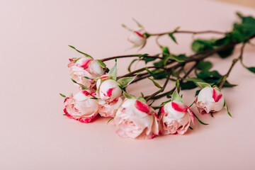 Pink Bush roses on a pink background close-up