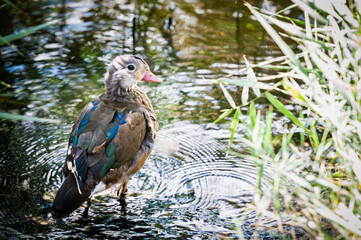 Canard aux plumes colorées sur le bord d'un étang