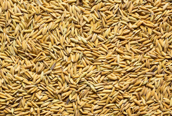background of rice