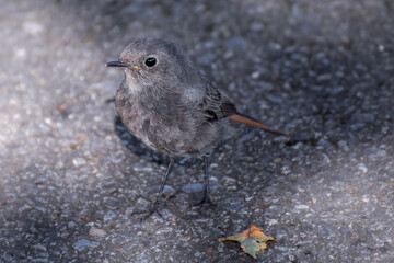 Black redstart bird close-up photo