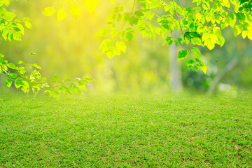 nature spring grass background texture.